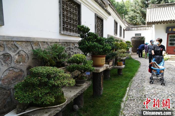 圖為市民在西寧園林植物園內(nèi)觀賞盆景?！●R銘言 攝