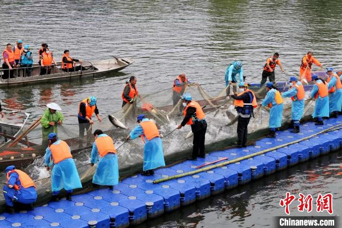 捕撈現(xiàn)場?！≈鬓k方供圖