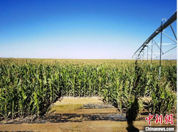 青海“糧改飼”項(xiàng)目收儲(chǔ)飼草44萬(wàn)余噸