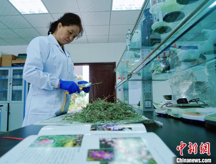 圖為張錦梅在實(shí)驗(yàn)室工作?！●R銘言 攝