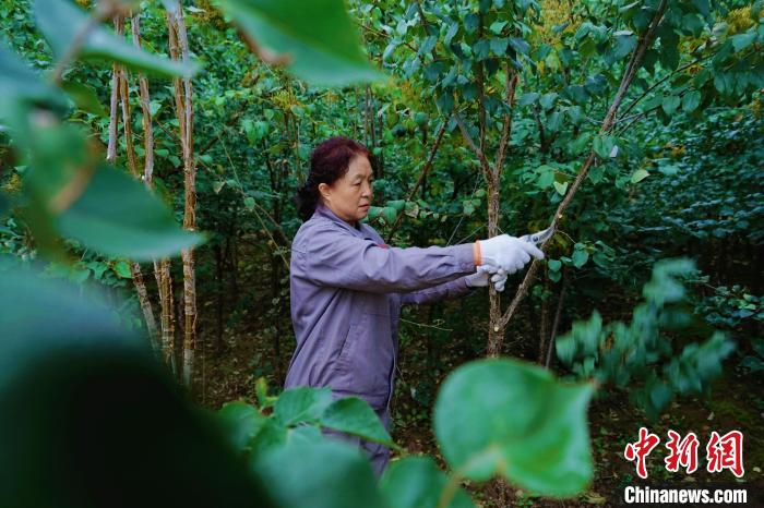 圖為張錦梅修剪丁香枝干?！●R銘言 攝