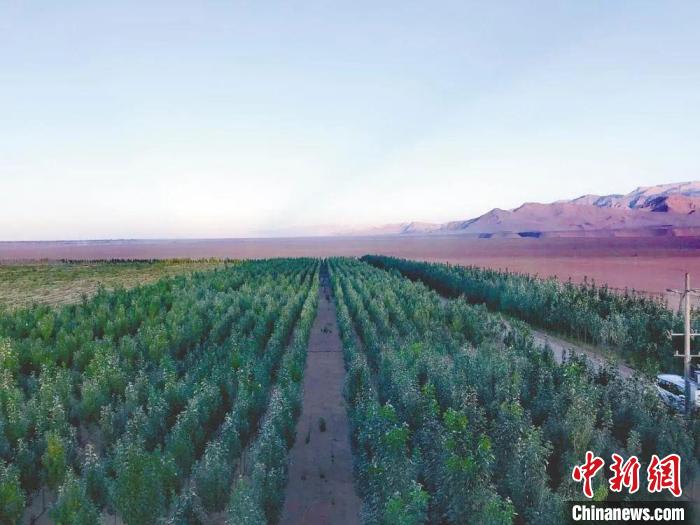 圖為格爾木境內(nèi)種植的綠樹(shù)?！「駹柲救诿襟w中心供圖