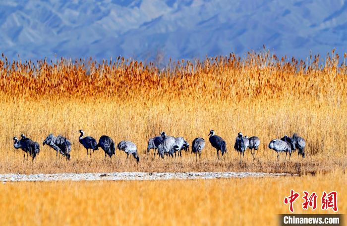 圖為可魯克湖野生水鳥覓食?！〉铝罟形麄鞑抗﹫D