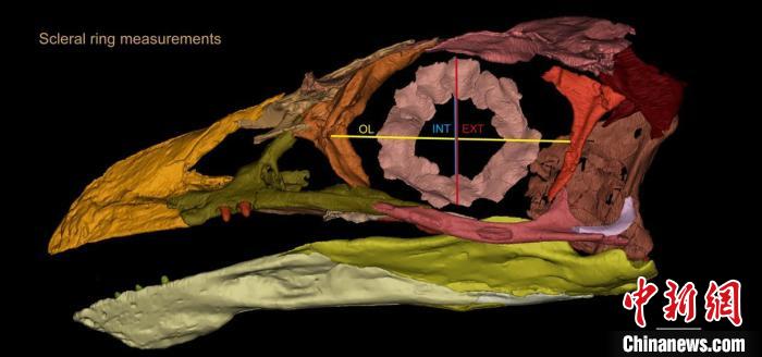 熱河鳥(niǎo)STM3-8化石標(biāo)本的鞏膜環(huán)復(fù)原及測(cè)量示意圖?！『?供圖