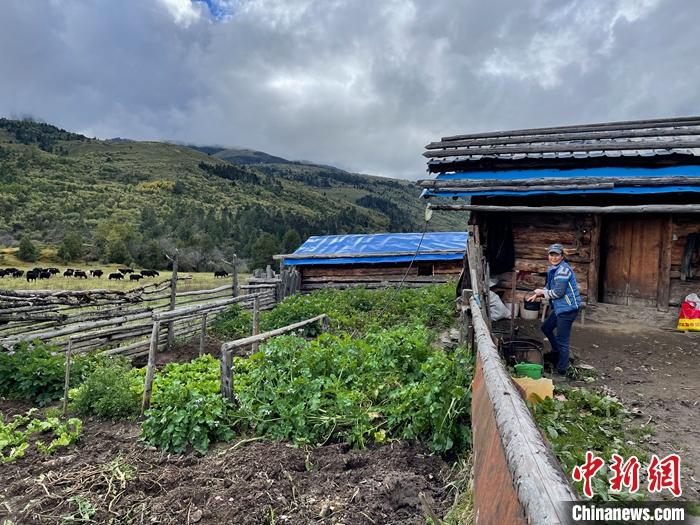 圖為9月27日牧民的牧屋和菜園子。 <a target='_blank' href='/'><p  align=