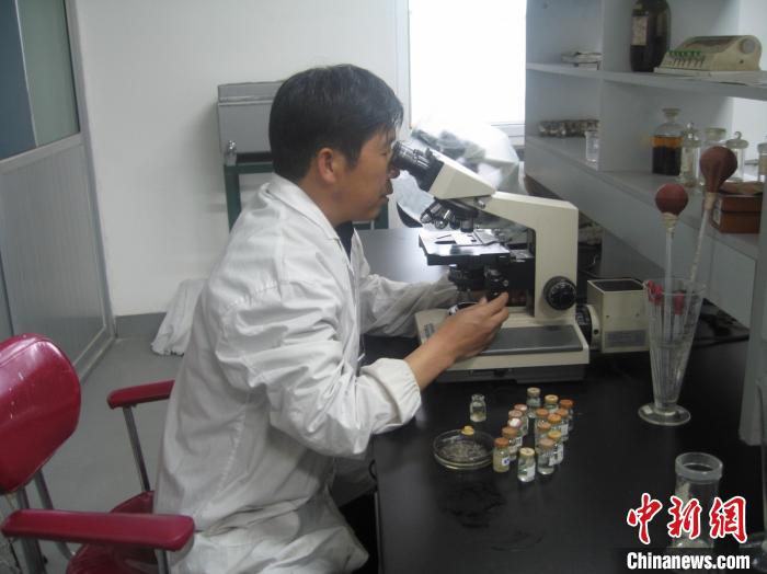 資料圖為研究團隊進行實驗室寄生蟲分類鑒定。　 青海省畜牧獸醫(yī)科學(xué)院供圖