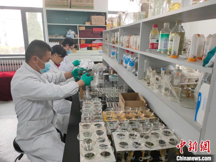 資料圖為研究團隊進行樣本檢查。　 青海省畜牧獸醫(yī)科學(xué)院供圖