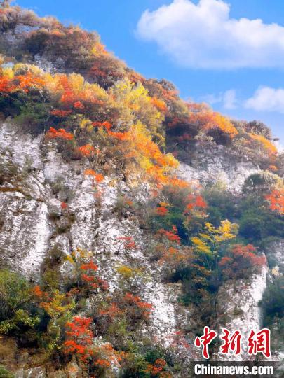 彩林色彩斑斕。　朱平安 攝