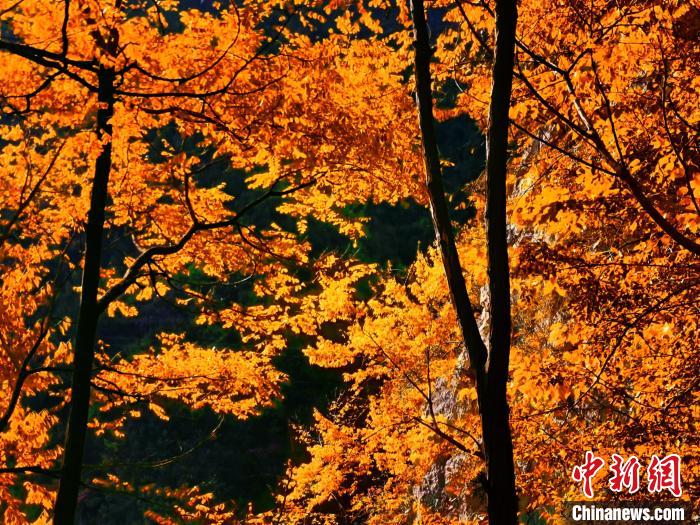 秋意濃?！≈炱桨?攝