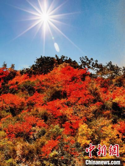 萬(wàn)源市紅葉似火?！≈炱桨?攝