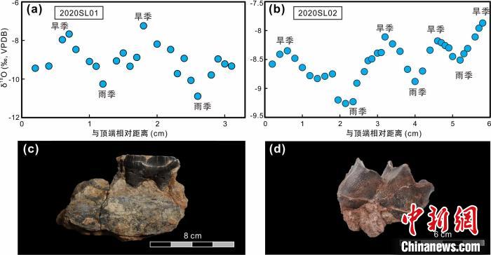 本次研究中的犀牛牙齒化石及氧同位素特征?！≈锌圃呵嗖馗咴?供圖