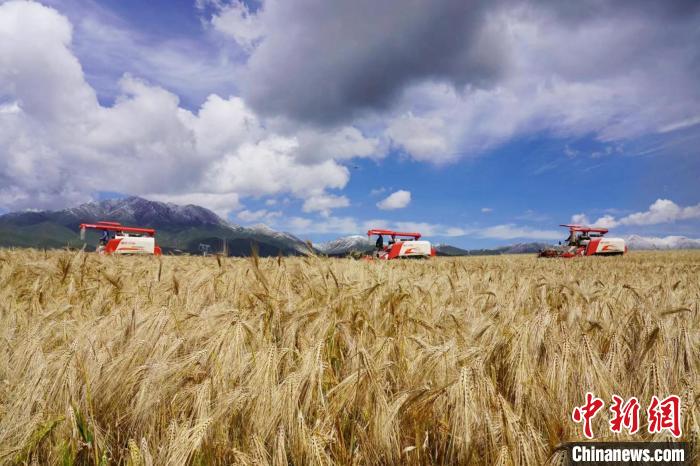 圖為青稞收獲。　李玉峰 攝