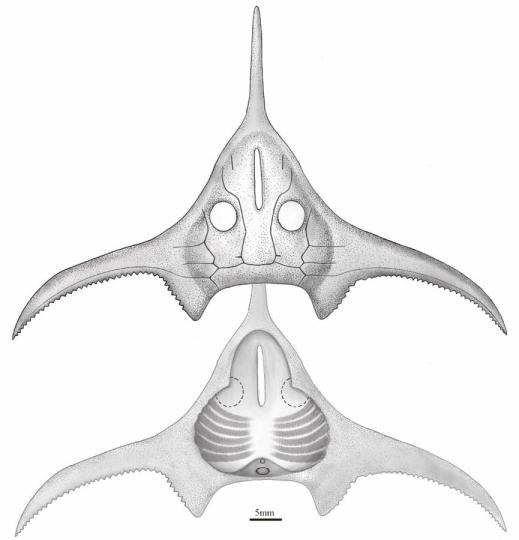 玉海翼角魚復(fù)原圖。　郭肖聰 繪圖 攝