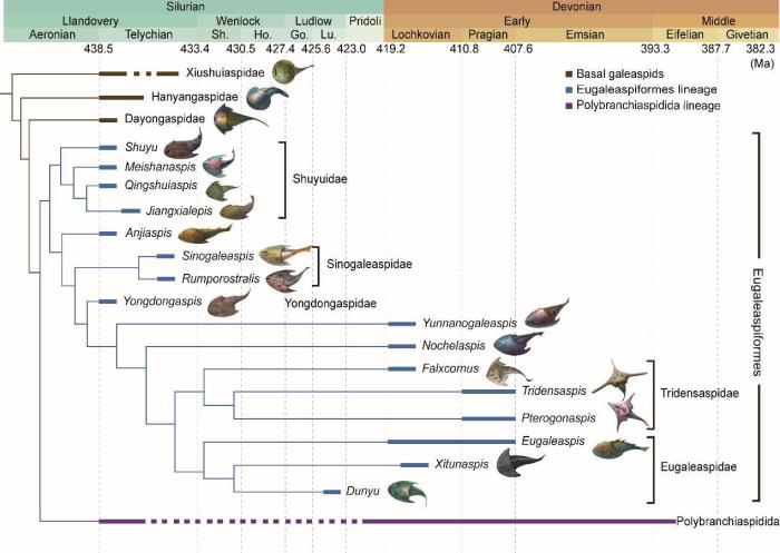 盔甲魚類的系統(tǒng)發(fā)育關(guān)系及地史分布?！≈锌圃汗偶棺邓?供圖
