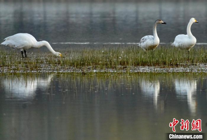 圖為三只大天鵝在黃河灘地嬉戲?！±钣穹?攝