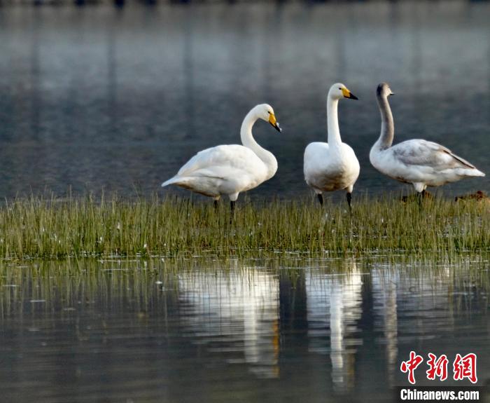圖為三只大天鵝?！±钣穹?攝