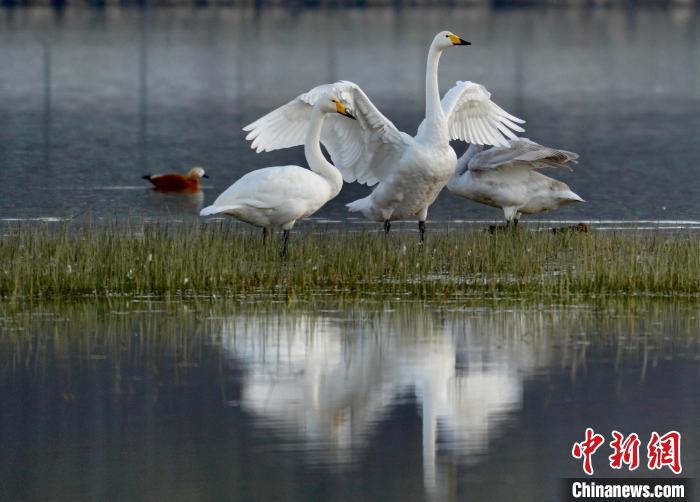 圖為三只大天鵝在黃河灘地嬉戲?！±钣穹?攝