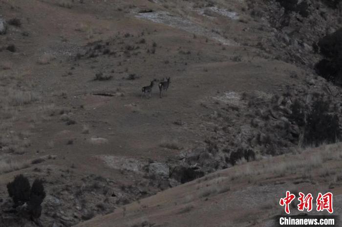 圖為兩只馬鹿在山坡上行走。　才仁 攝