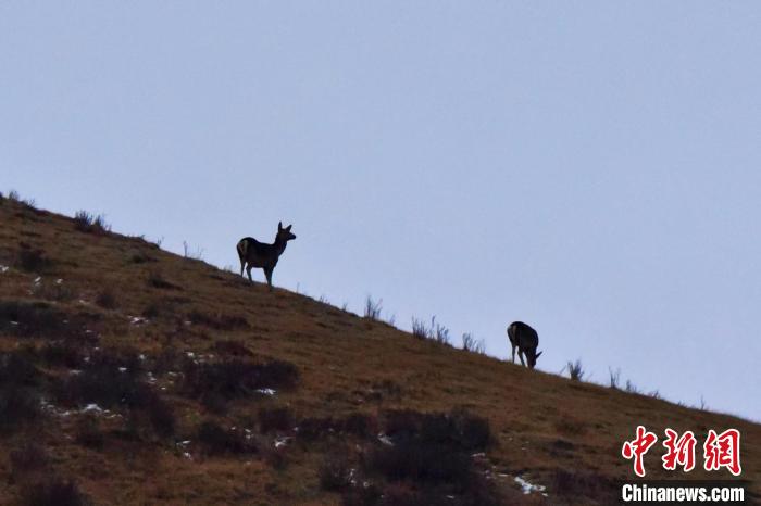 圖為馬鹿在山坡上覓食?！〔湃?攝