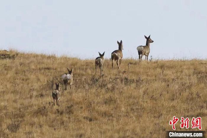 圖為狍鹿在山間漫步?！〔彭?xiàng)南加 攝