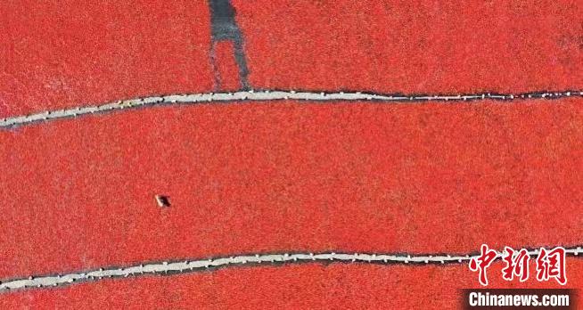 青海:多措并舉推動枸杞產(chǎn)業(yè)步入“快車道”