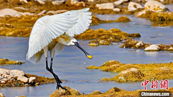 圖為白琵鷺?！?yán)桉 攝