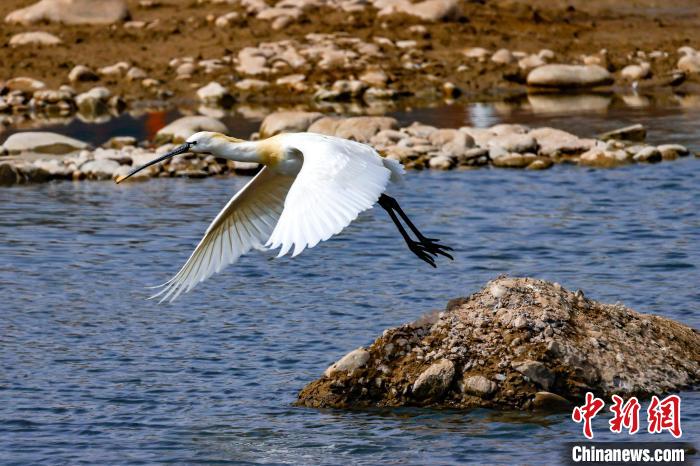 圖為準(zhǔn)備飛翔的白琵鷺?！?yán)桉 攝