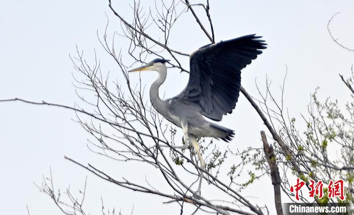 蒼鷺在覓食嬉戲?！“苍?攝