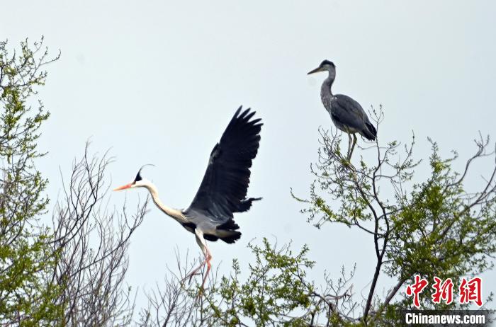 蒼鷺在覓食嬉戲。　安源 攝