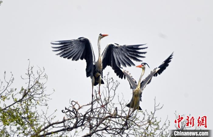 蒼鷺在覓食嬉戲?！“苍?攝