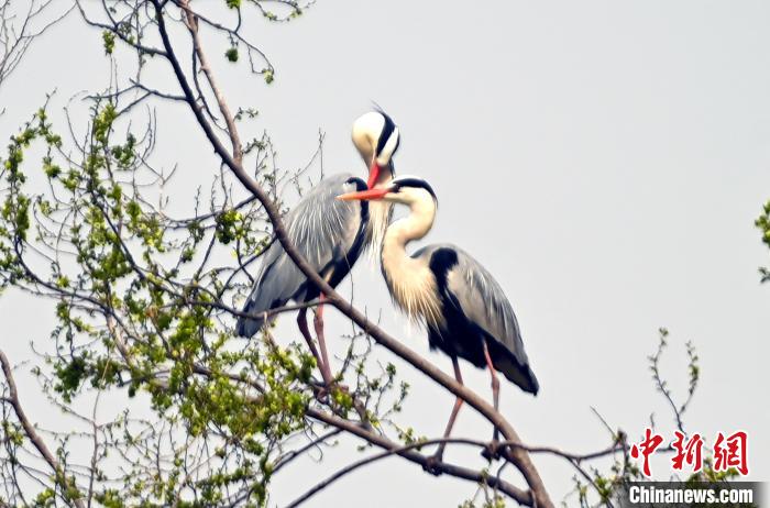 蒼鷺在覓食嬉戲。　安源 攝