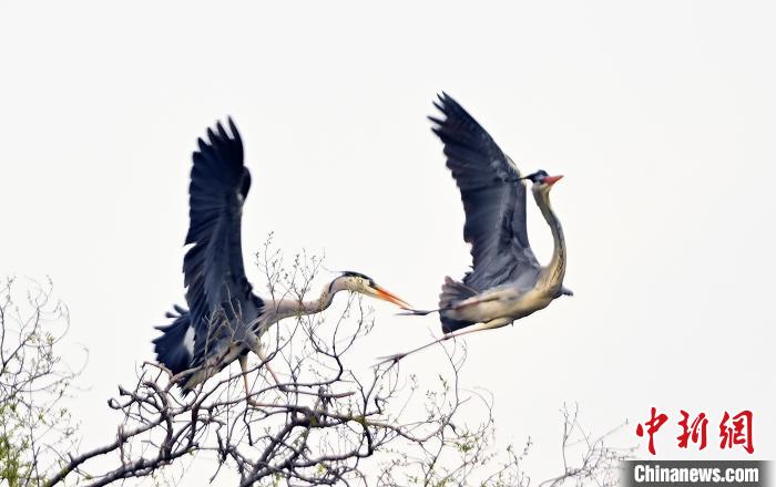 蒼鷺在覓食嬉戲。　安源 攝