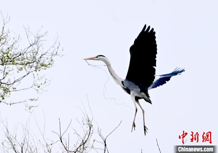 蒼鷺在覓食嬉戲?！“苍?攝