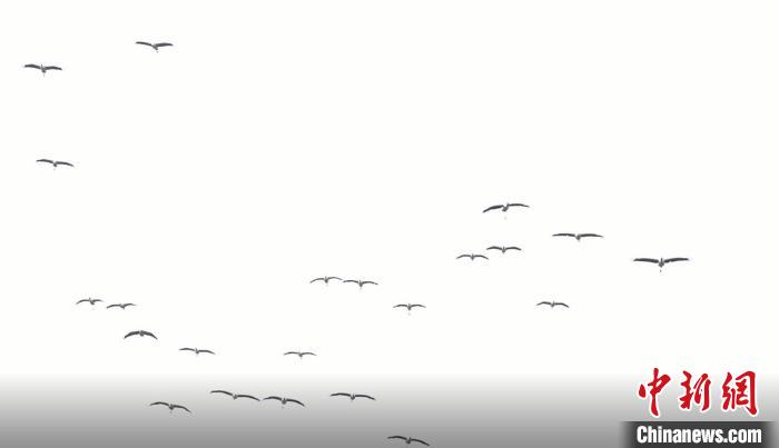 遷徙北歸?！√烊h融媒體中心 供圖