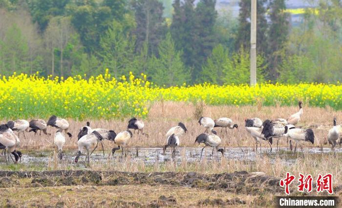 休息補給?！√烊h融媒體中心 供圖