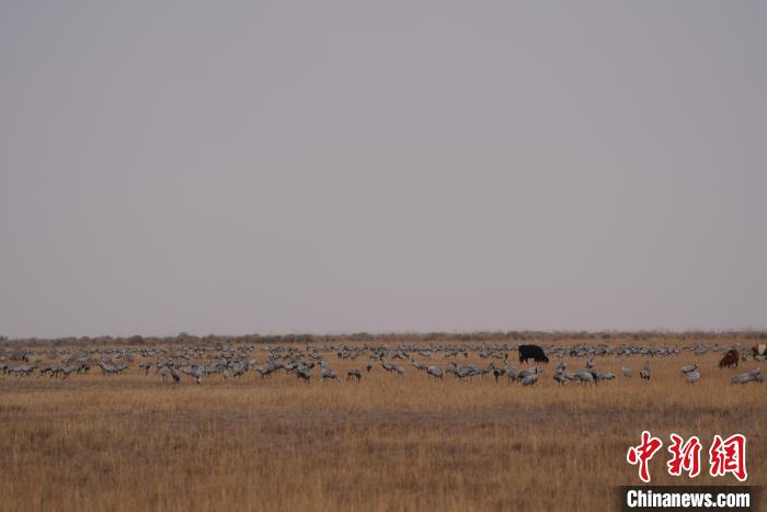 圖為草原上棲息的灰鶴?！∠葘m 攝