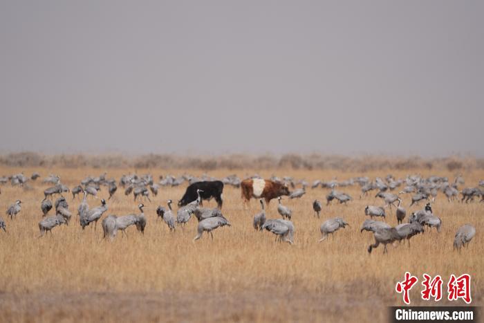 圖為草原上棲息的灰鶴?！∠葘m 攝
