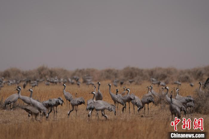 圖為灰鶴?！∠葘m 攝
