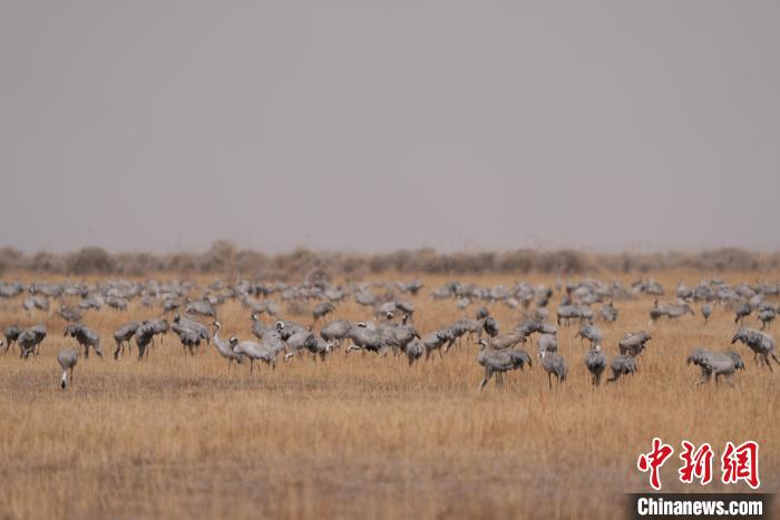 圖為密集分布的灰鶴?！∠葘m 攝