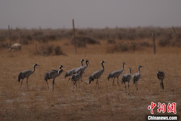 圖為灰鶴?！∠葘m 攝