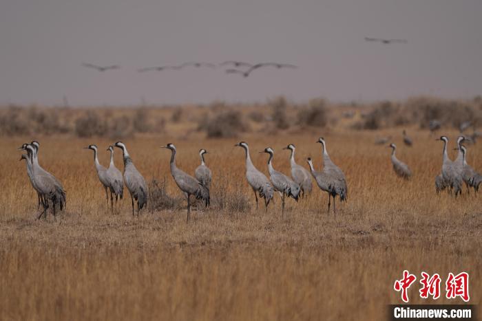 圖為灰鶴?！∠葘m 攝