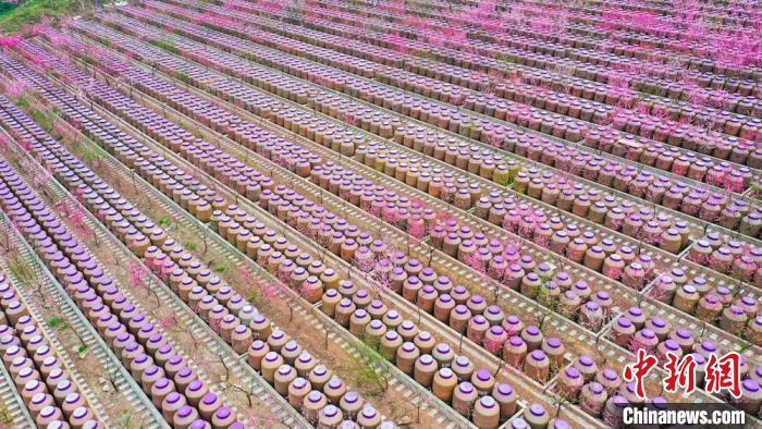 灼灼桃花惹人醉?！㈡?攝