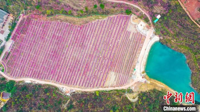 灼灼桃花惹人醉?！㈡?攝