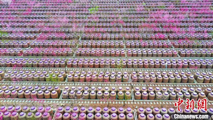 桃花和酒壇相映成趣?！㈡?攝