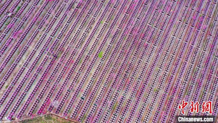 桃花和酒壇相映成趣?！㈡?攝