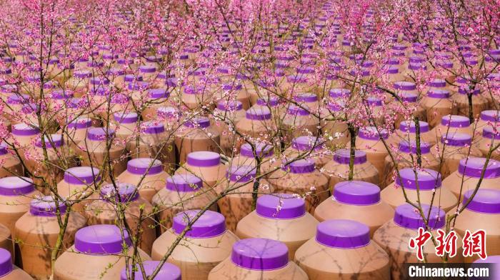 桃花和酒壇相映成趣?！∫足?攝