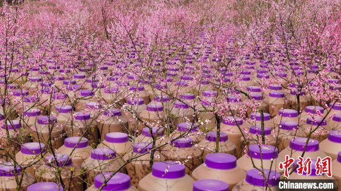 灼灼桃花惹人醉?！∫足?攝