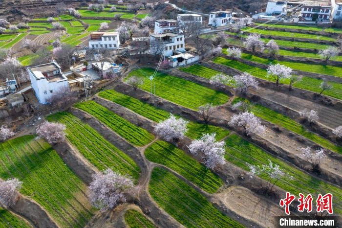 白松鎮(zhèn)層層麥田綠意盎然，與桃林構(gòu)成一幅美麗的鄉(xiāng)村畫卷?！⒅铱?攝