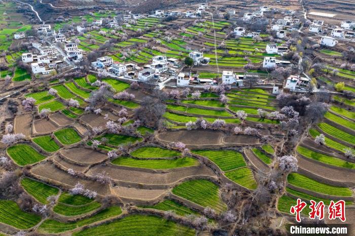 白松鎮(zhèn)桃花林中的白藏房。　劉忠俊 攝