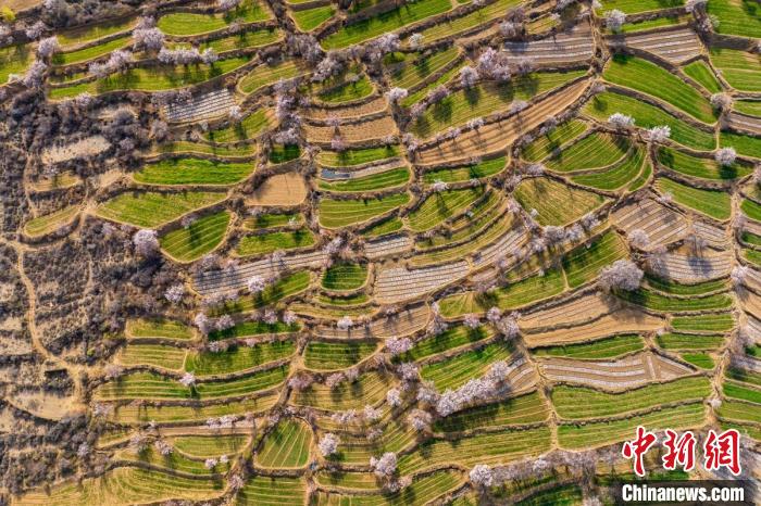 空中俯瞰得榮縣白松鎮(zhèn)的高山麥田和桃林?！⒅铱?攝